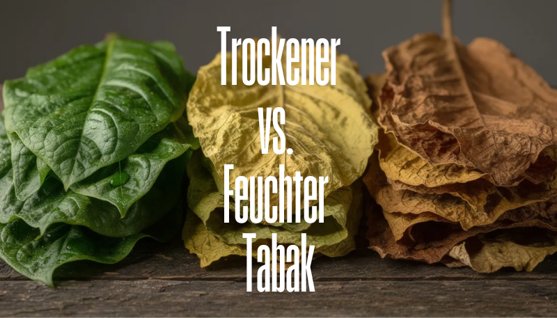 Trockener Tabak und feuchter Tabak im Vergleich